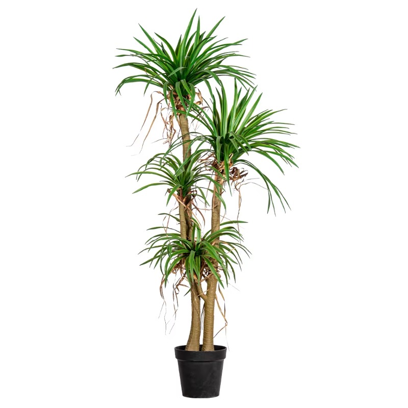 Arbre domestique intérieur/ext - Dracaena Marginata avis et prix