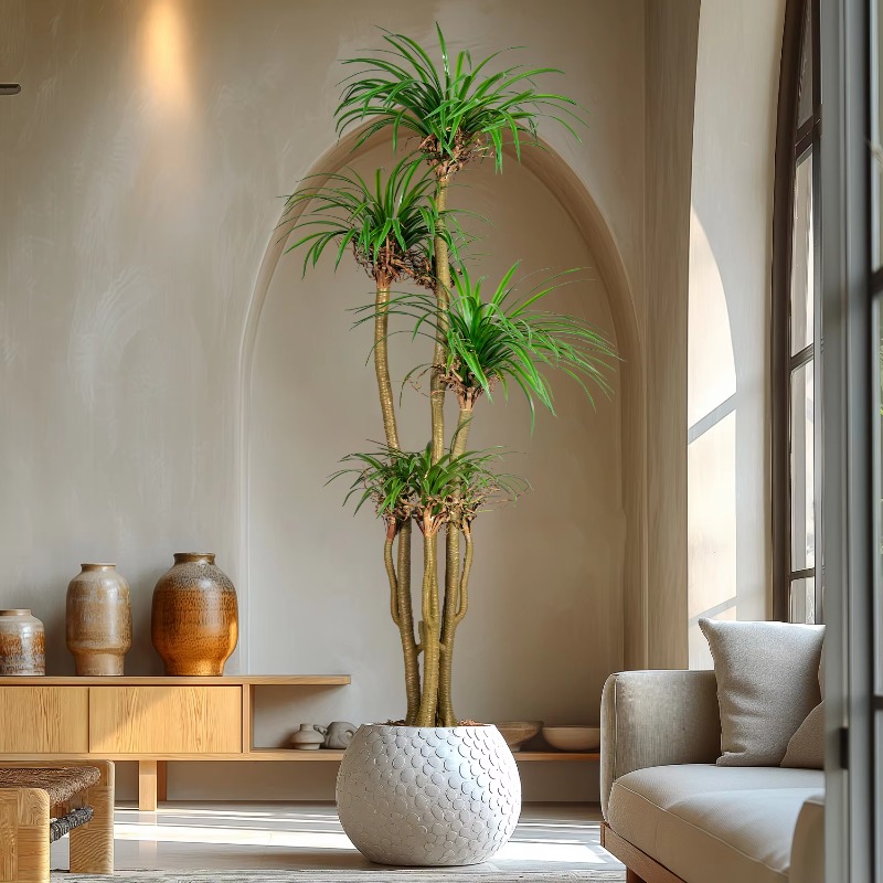 Arbre domestique intérieur/ext - Dracaena Marginata avis et prix