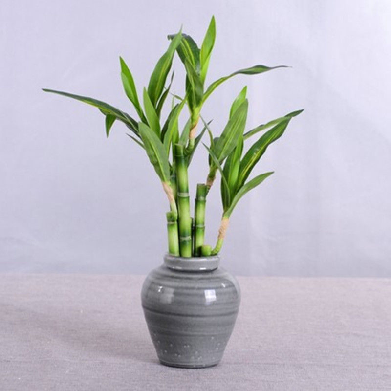 Nouveau 40cm rFtificial chance - Echeveria Succulent avis et prix