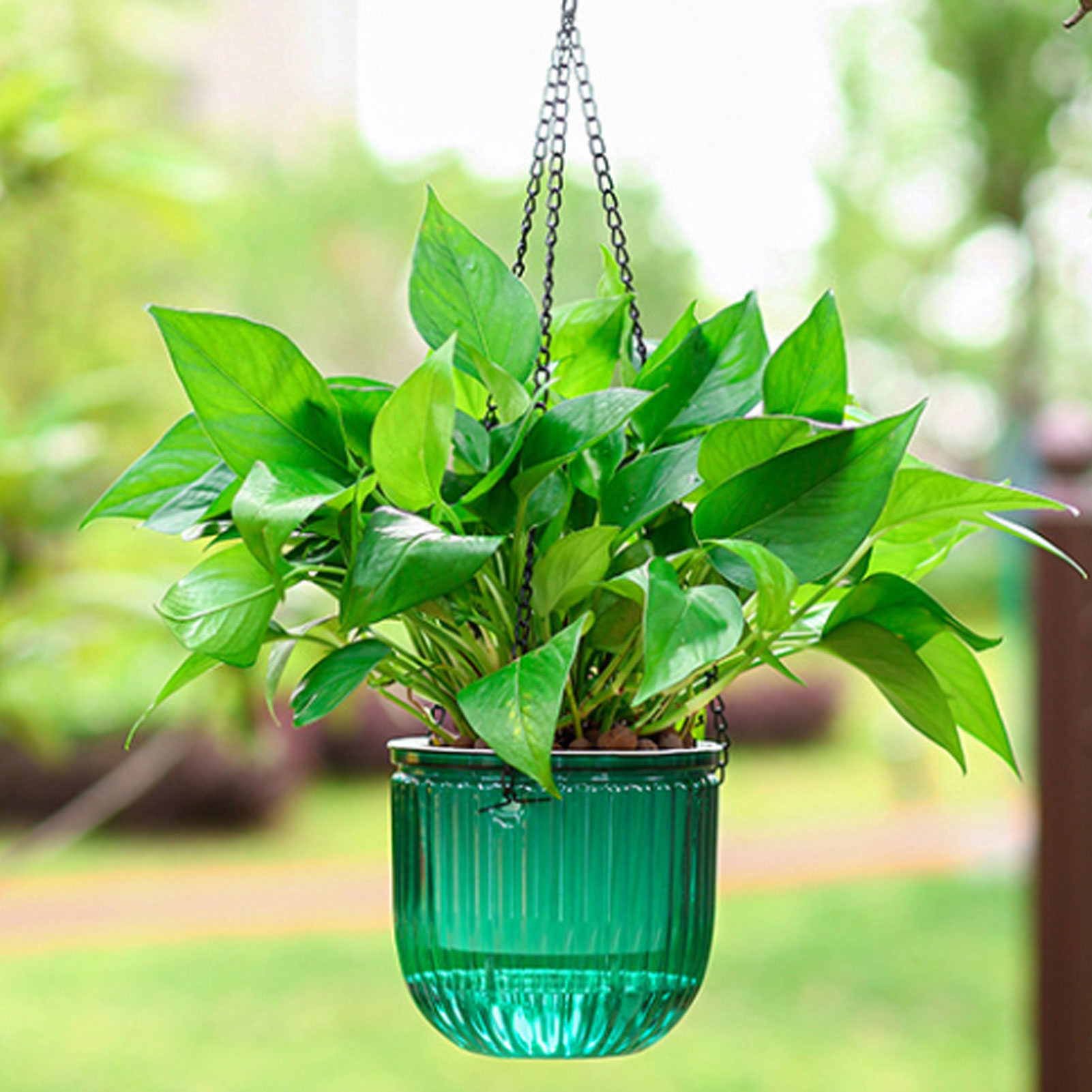 Pots de plantes à arrosage aut - Spider Plant Hanging avis et prix