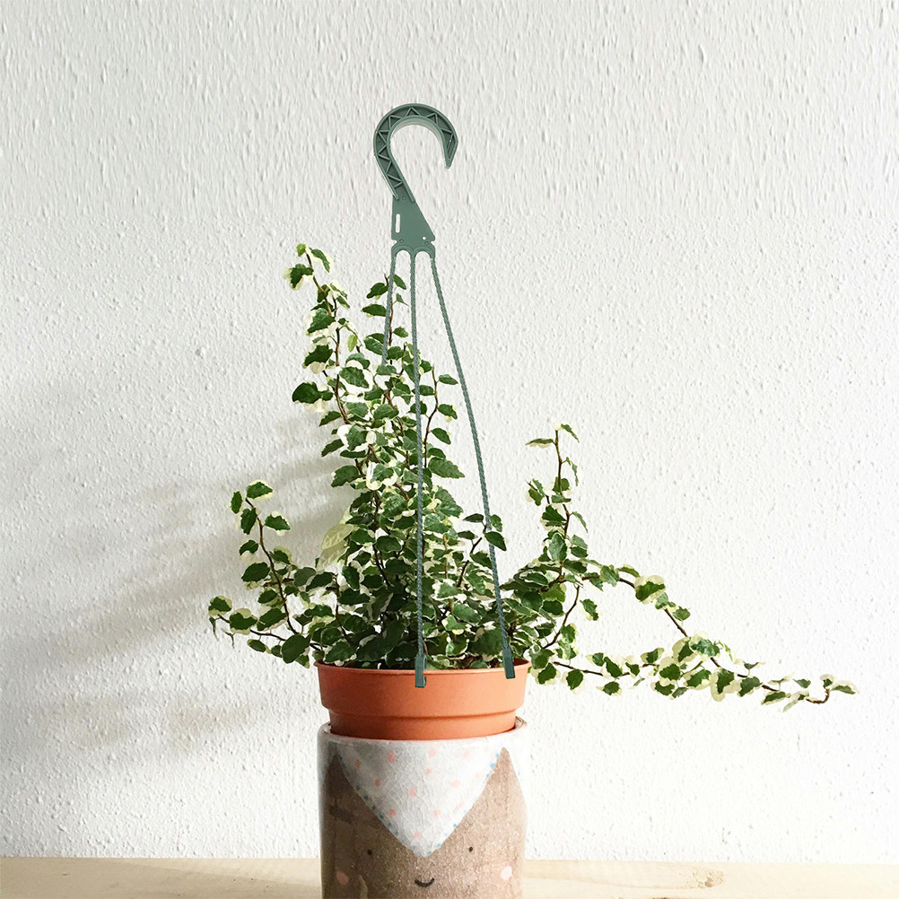 Lot de 5 crochets de suspensio - Spider Plant Hanging avis et prix
