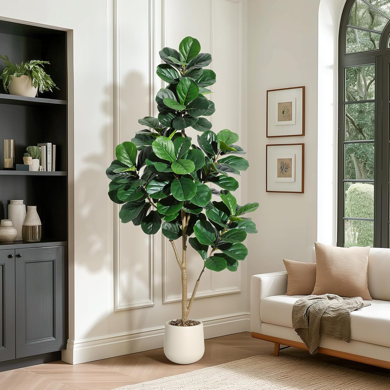 Arbre de figue en feuille de v - Ficus Lyrata Tree avis et prix