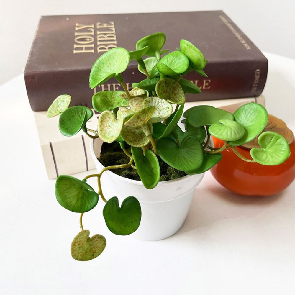 Plantes succulentes oligvertes - Echeveria Succulent avis et prix