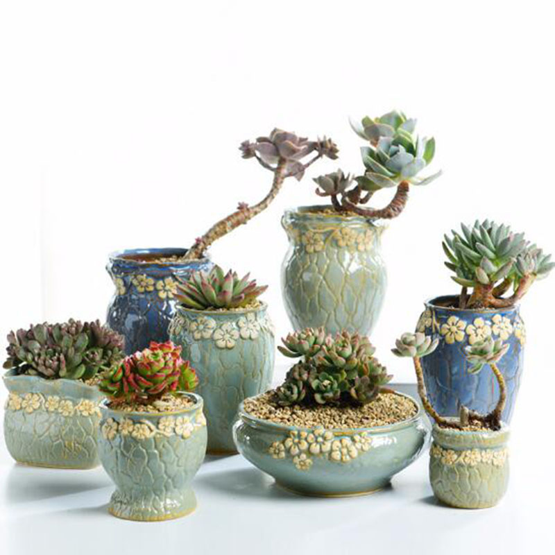 Pot de fleurs de petite et moy - Echeveria Succulent avis et prix