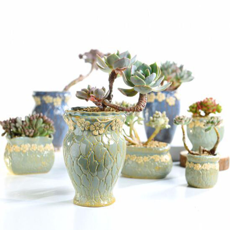 Pot de fleurs de petite et moy - Echeveria Succulent avis et prix