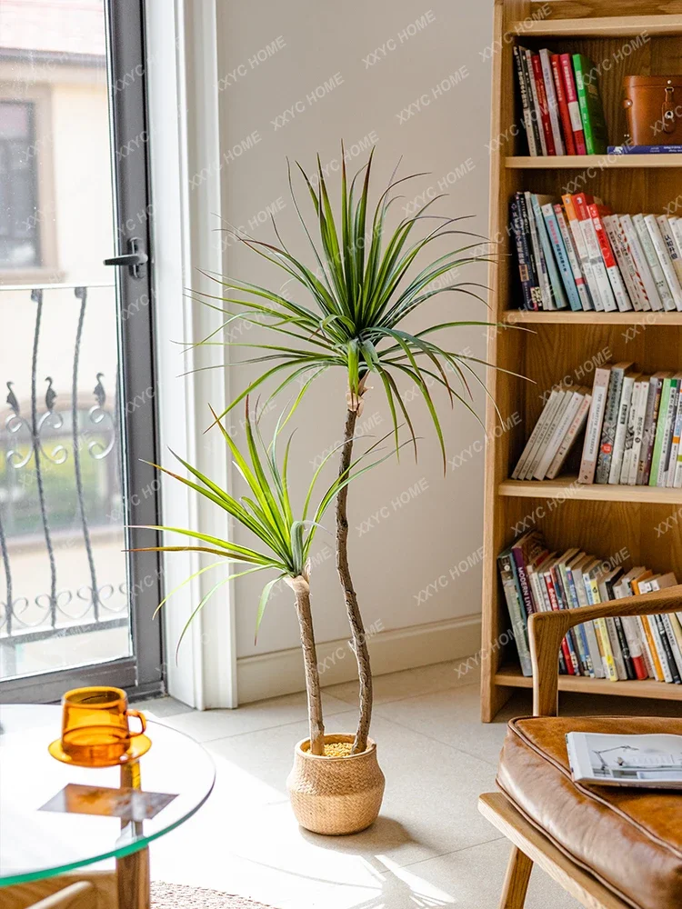 Simulation de plante verte lég - Dracaena Marginata avis et prix