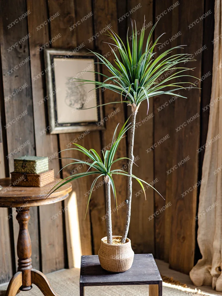 Simulation de plante verte lég - Dracaena Marginata avis et prix