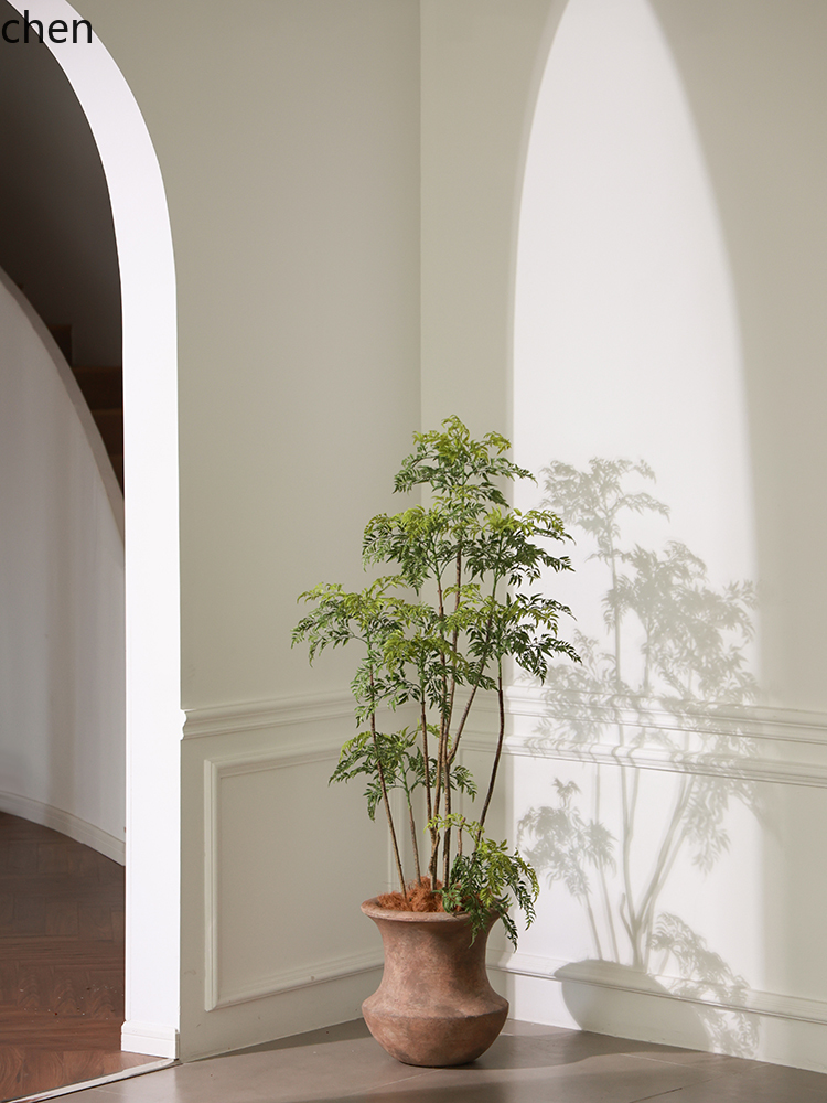Vase de sol LYY, plante verte  - Ficus Lyrata Tree avis et prix