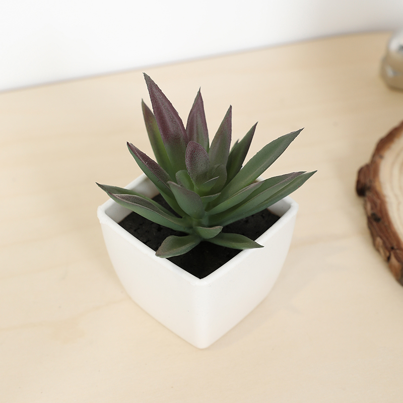 Mini tasse de fée succulente a - Echeveria Succulent avis et prix