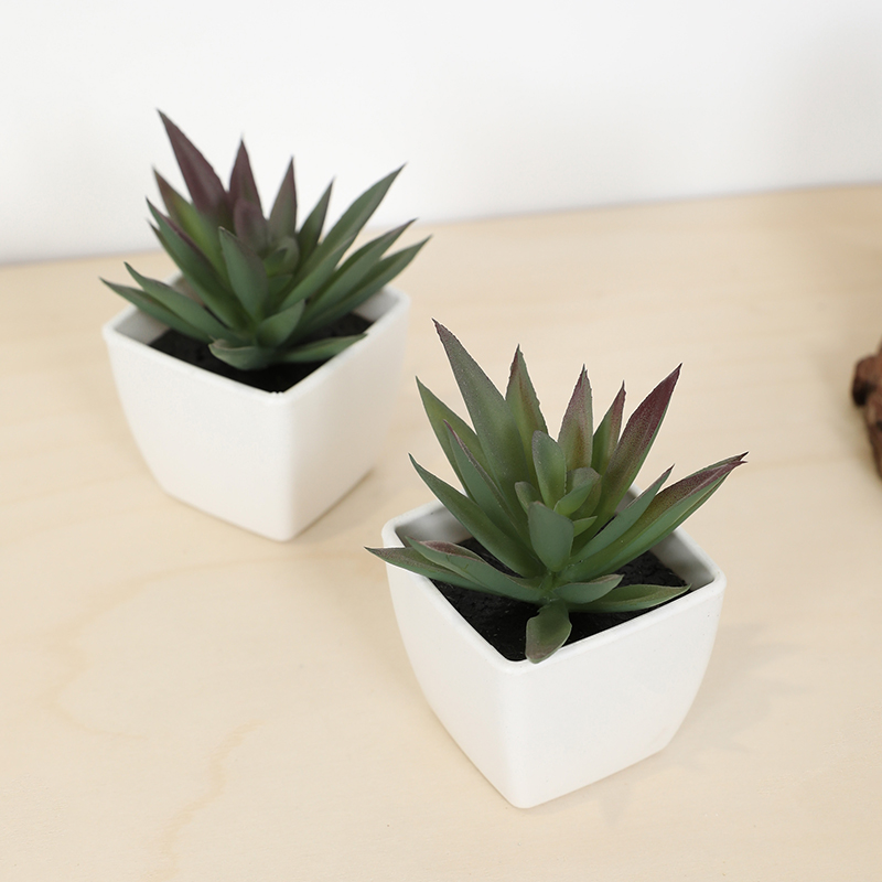 Mini tasse de fée succulente a - Echeveria Succulent avis et prix