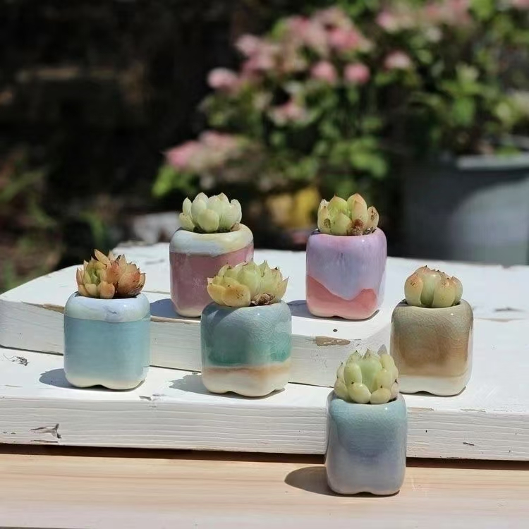 6 pièces Mini pot de fleurs su - Echeveria Succulent avis et prix